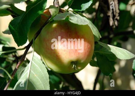 James Grieve Apple Stockfoto