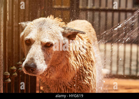 Schäferhund-Nahaufnahme mit Wasserschlauch reinigen. Großen braunen Hund Fellpflege Stockfoto