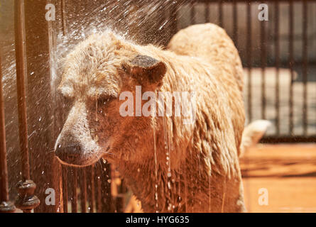 Nassem Hundekopf unter Wasser Schlauch Gischt spritzt. Brauner Hund Baden Stockfoto