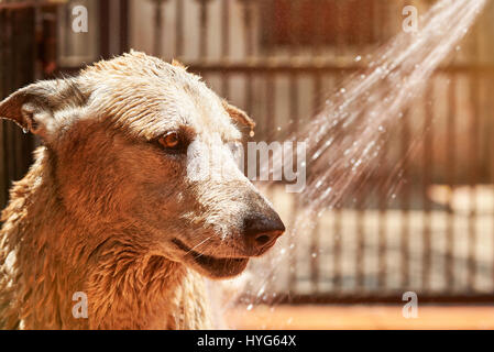 Waschmaschine braune Schäferhund mit Wasserschlauch. Hund-Reinigungsservice Stockfoto