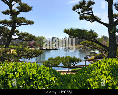 Schöne Blumen und Bäume im japanischen Garten Stockfoto