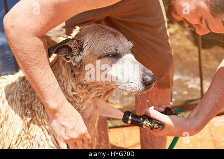 Mann, Besprühen mit braunen Wasserhund. Mann Waschen großer Hund Stockfoto