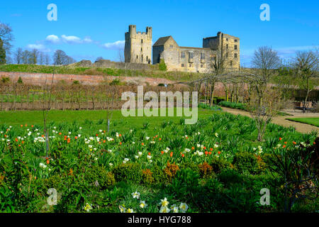 Helmsley Castle mit Blick auf den Helmsley Walled Garden im zeitigen Frühjahr Stockfoto