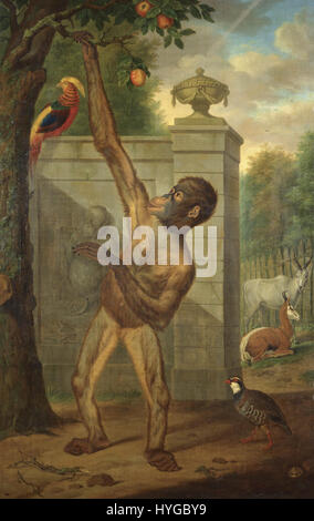 1777. Orang-Utan aus dem Zoo von Stadtholder William V einen Apfel pflücken Stockfoto