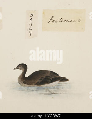 Diese Bleistiftzeichnung und Aquarellfarbe von Kawahara Keiga zeigen den Tachybaptus ruficollis, einen kleinen Wasservogel, der als Little Grebe bekannt ist. Das zwischen 1823 und 1829 entstandene Kunstwerk ist Teil der Sammlung Siebold im Naturalis Biodiversity Center. Stockfoto