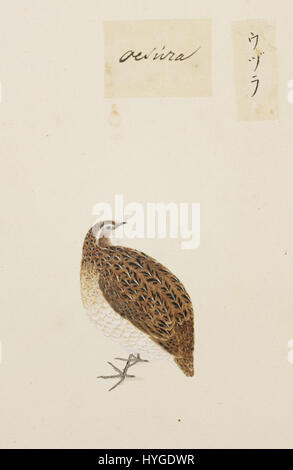 Dieses Werk von Kawahara Keiga, einer japanischen Künstlerin aus dem 19. Jahrhundert, zeigt die japanische Wachtel (Coturnix japonica). Das Kunstwerk ist Teil der Siebold Kollektion und zeigt den Vogel in fein detailliertem Bleistift und Aquarell. Stockfoto