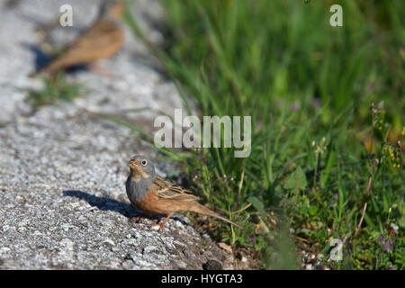 Cretzschmar Bunting (Emberiza Caesia), männliche Essen Samen, Droushia, Paphos, Zypern. Stockfoto