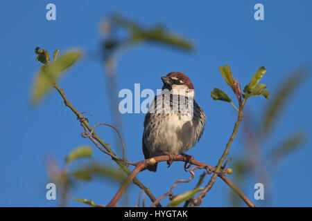 Spanisch Spatz (Passer Hispaniolensis), männliche in einem Baum vor blauem Himmel, Droushia, Zypern. Stockfoto