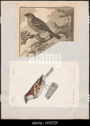 Dieses Bild zeigt einen Abdruck des Hausspatzes (Passer domesticus) aus der Zeit zwischen 1700 und 1880. Es ist Teil der Sammlung „Iconographia Zoologica“ an der Universität Amsterdam und bietet eine detaillierte Darstellung dieser für zoologische Studien wichtigen Vogelart. Stockfoto