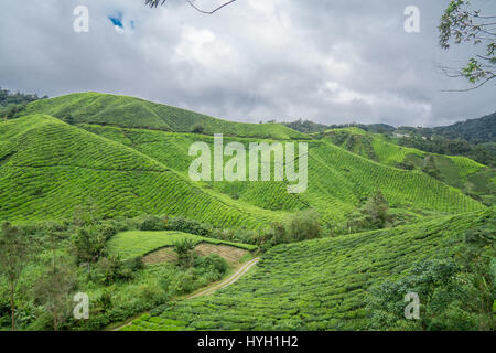 Die Teeplantagen in den Cameron Highlands, Malaysia. Stockfoto