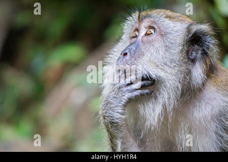 Ein Affe denken, Langkawi Malaysia. Stockfoto