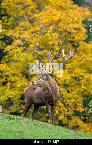 Rothirsch (Cervus Elaphus) Hirsch während der Brunftzeit im herbstlichen Wald Stockfoto