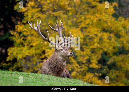 Rothirsch (Cervus Elaphus) Hirsch während der Brunftzeit im herbstlichen Wald Stockfoto