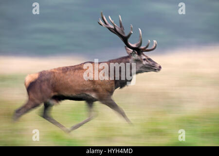 Rothirsch (Cervus Elaphus) Hirsch während der Brunftzeit im Herbst Stockfoto