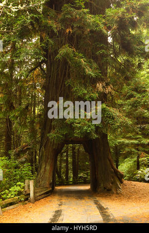 Fahren Sie durch Redwood-Baum Stockfoto