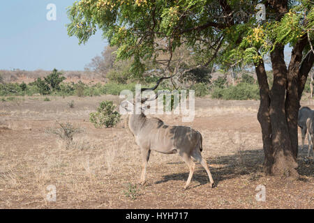 Große Kudu (Tragelaphus Strepsiceros), männliche Lebensmittel aus Acaciatree mit Hörnern, Krüger-Nationalpark, South Afroca reiben. Stockfoto