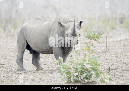 Schwarzer Rhinoceros (Diceros Bicornis) stehen in Savanne, Blick in die Kamera, Krüger Nationalpark, Südafrika Stockfoto