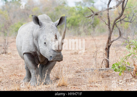 Weißer Rhinoceros (Ceratotherium Simun) stehen in Savanne, Blick in die Kamera, Krüger Nationalpark, Südafrika Stockfoto