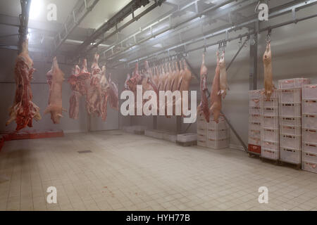 Schweinehälften hängen an Haken in die Kühlzelle ein Metzger Stockfoto
