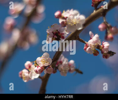Weiße Blüte auf Ästen mit blauem Himmel Hintergrund- Stockfoto