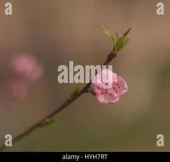 Einzelnen rosa Blüte auf Ast im Frühjahr mit Textfreiraum Stockfoto