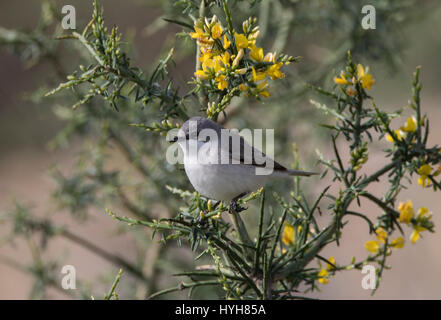 Lesser Whitethroat Sylvia Curruca thront auf Zweig während der migration Stockfoto