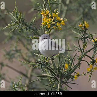 Lesser Whitethroat Sylvia Curruca thront auf Zweig während der migration Stockfoto