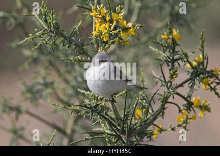 Lesser Whitethroat Sylvia Curruca thront auf Zweig während der migration Stockfoto