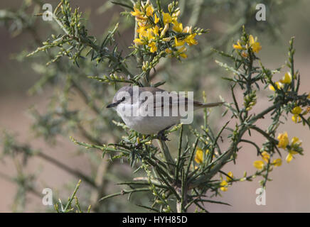 Lesser Whitethroat Sylvia Curruca thront auf Zweig während der migration Stockfoto