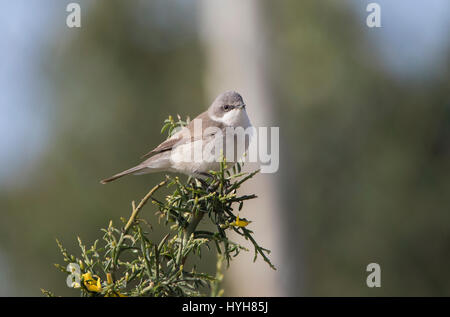 Lesser Whitethroat Sylvia Curruca thront auf Zweig während der migration Stockfoto