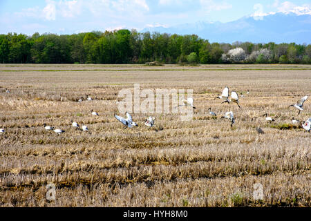 Sacred Ibis fliegen über einem Reisfeld in der Provinz Vercelli, Italien Stockfoto
