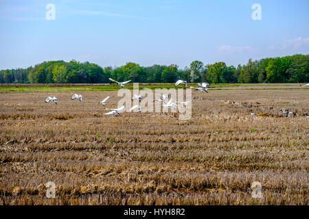 Sacred Ibis fliegen über einem Reisfeld in der Provinz Vercelli, Italien Stockfoto