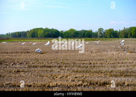 Sacred Ibis fliegen über einem Reisfeld in der Provinz Vercelli, Italien Stockfoto