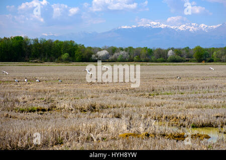 Sacred Ibis fliegen über einem Reisfeld in der Provinz Vercelli, Italien Stockfoto