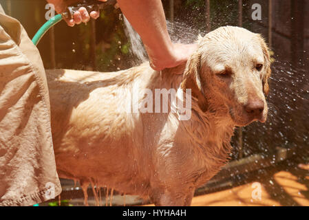 Mann Waschen Hund close-up auf sonnigen Tag Hintergrund Stockfoto