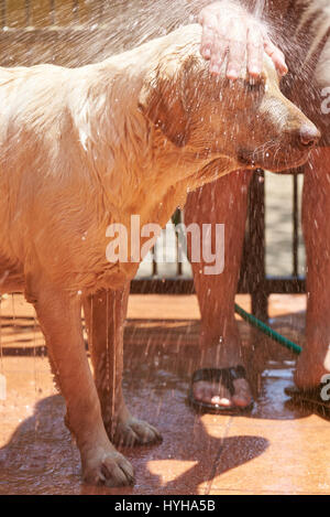 Auf brauner Hund Kopf Wasser aus Schlauch Spritzen. Reinigung von floh Tier-service Stockfoto