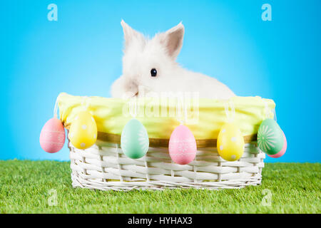 Niedliche Osterhasen sitzen in einem Weidenkorb mit Ostereiern dekoriert Stockfoto