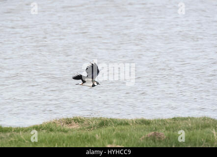 Ein Kiebitz (Vanellus Vanellus) fliegen über Wasser  Stockfoto