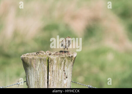 Ein thront Wiese Pieper (Anthus Pratensis) Stockfoto