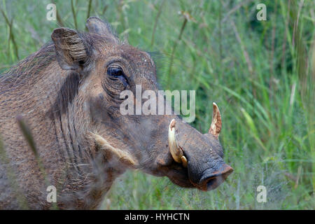 Warzenschwein Phacochoerus Africanus Portrait Stockfoto