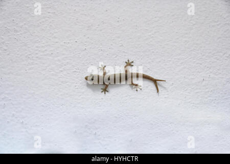 Haus Eidechse - förmigen Gekco mit V Tails (2 Schwänzen oder Twin-Tails) auf der weißen Wand Stockfoto