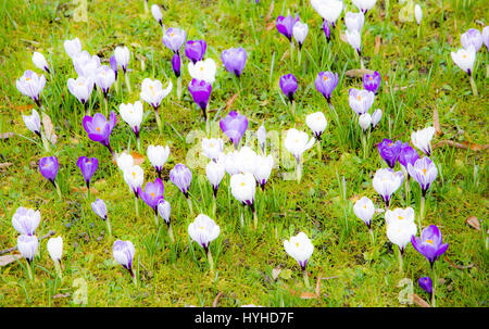 Frühlings-Hintergrund mit verschiedenen Krokus Blumen auf der Wiese Stockfoto