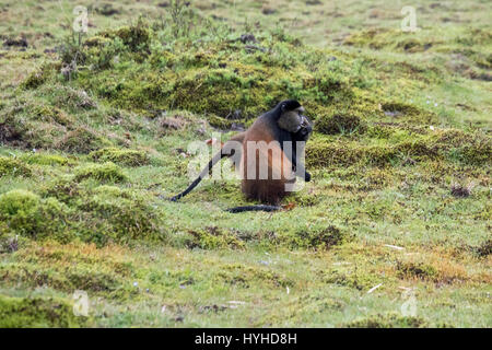 Vom Aussterben bedrohte goldenen Affen im Wald Virunga Volcanoes-Nationalpark, Ruanda. Stockfoto