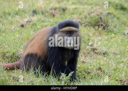 Vom Aussterben bedrohte goldenen Affen Erwachsener im Feld im Virunga Wald des Volcanoes National Park, Ruanda. Stockfoto