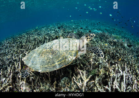 Eine echte Karettschildkröte (Eretmochelys Imbricata) schwimmt über Geröll Hang in Raja Ampat, Indonesien. Dies ist eine vom Aussterben bedrohte Arten. Stockfoto