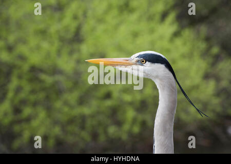 Ardea Cinerea. Graureiher Kopf vor einem grünen Hintergrund Stockfoto