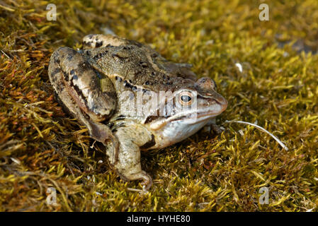 Seefrosch (außer Ridibundus) ist der größte Frosch in Europa heimisch und gehört zur Familie der echten Frösche Stockfoto