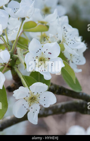 Pyrus Communis 'Madernassa' Birne Baum Blüte im Frühjahr Stockfoto