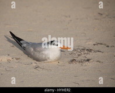 Königliche Tern sitzen auf Sandstrand Sian Kaan Reserve, Fundstätten in Yukatan, Mexiko Stockfoto