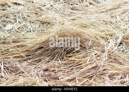 Fährt vom letztjährigen Rasen, die unter dem Schnee im Frühjahr auf ein unbebautes Grundstück erschienen. Stockfoto